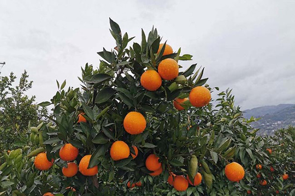 ��ȷʹ���̱���Ȩ����֪���ȣ����조��Ͽ���١��̱�����ɣ������̱�����Ų�ѯ