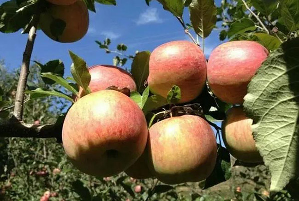 ����ƻ�����������ҵ�����־֤���̱꣬�ٽ�������˲�ҵ�����ݹ����̱�ʲô��վ�ȽϺ�