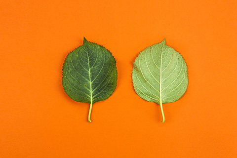 ����Ŀ���ѡ��롰���š����ɽ��ƣ����Ա���۽𾦿������ߣ������̱�����ַ��ô��